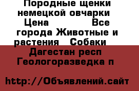 Породные щенки немецкой овчарки › Цена ­ 24 000 - Все города Животные и растения » Собаки   . Дагестан респ.,Геологоразведка п.